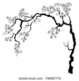 Hand drawn Cherry branches with flowers,Black and white Coloring book.Sakura plant  silhouette on white background.