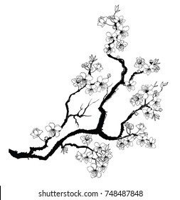 Hand drawn Cherry branches with flowers,Black and white Coloring book.Sakura plant  silhouette on white background.