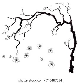 Hand drawn Cherry branches with flowers,Black and white Coloring book.Sakura plant  silhouette on white background.