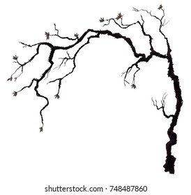 Hand drawn Cherry branches with flowers,Black and white Coloring book.Sakura plant  silhouette on white background.