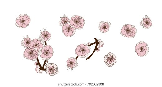  Hand drawn Cherry branches with Peach flowers, Coloring book sakura Tree isolate on white background.Cherry blossom Japanese style.