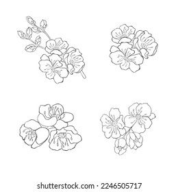 Hand dibujó las ramas de cerezo. Elementos del florecimiento de Sakura. Vector.