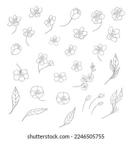 Hand drawn Cherry Branches. Sakura Blossom Elements. Vector.