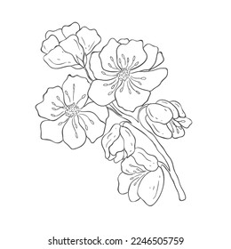 Hand drawn Cherry Branches. Sakura Blossom Elements. Vector.