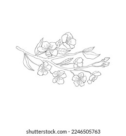 Hand drawn Cherry Branches. Sakura Blossom Elements. Vector.