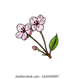 Flores de cerezo dibujadas a mano aisladas en blanco. Ilustración vectorial en el estilo de esbozo de color