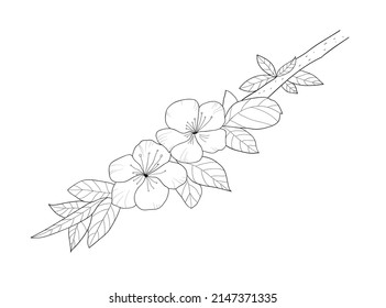 Hand drawn cherry flowers on a branch. Flower vector illustration in black outline on white background. Spring flowers.