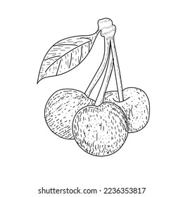 Hand drawn of Cherry fruit vector illustration.