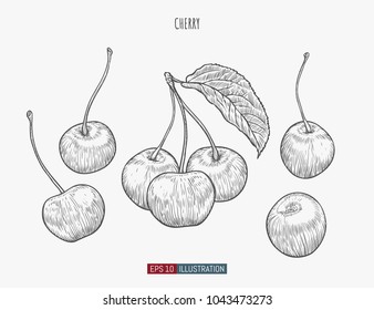 Hand drawn cherry isolated. Template for your design works. Engraved style vector illustration.