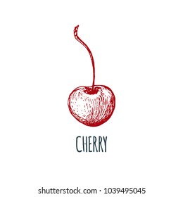 Hand drawn cherry on white background. Vector illustration of fruit. Vegetarian food sketch. Farm market product.