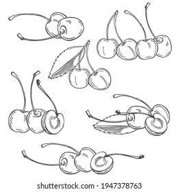 Hand drawn cherry on white background. Vector sketch  illustration.