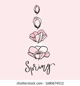 Hand drawn Cherry Sakura flowers on white background.