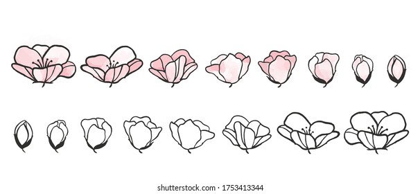 Flores de Cherry Sakura dibujadas a mano sobre fondo blanco. Colección vectorial de flores.
