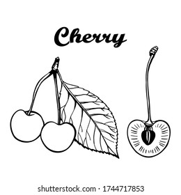 Hand drawn cherry sketch, ink illustration isolated on white background. Organic vegetarian objects. Vector food art for juice or jam dessert or farmer market and botanical design
