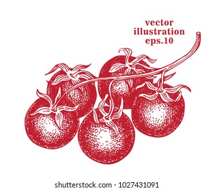 Hand drawn cherry tomato illustration. Engraved sketches. Retro vector illustration.