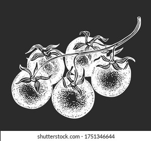 Hand drawn cherry tomato illustration. Vector vegetable sketch on chalk board.
