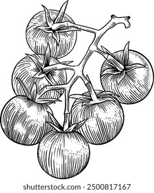 Hand drawn Cherry Tomatoes Sketch Illustration