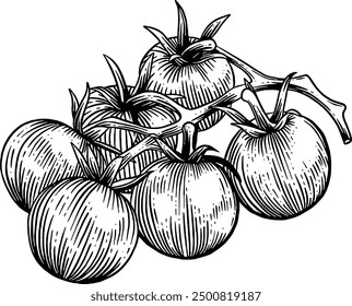 Hand drawn Cherry Tomatoes Sketch Illustration