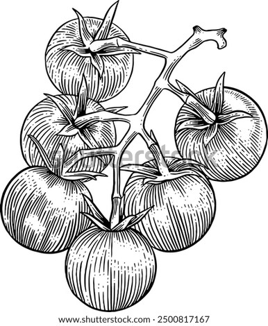 Hand drawn Cherry Tomatoes Sketch Illustration