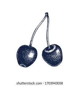 Hand drawn cherry vector illustration in engraved style. Sweet cherry berries isolated on white background. Botanical hand drawing. Vintage garden berry sketch. Healthy food ingredient
