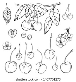 Hand drawn cherry. Vector sketch  illustration.