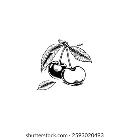 Hand drawn cherry vintage illustration. Engraving style black and white on white backgrounds. Vector