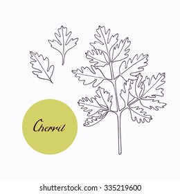 Hand drawn chervil branch with leaves isolated on white. Hand drawn spicy herbs. Doodle cooking ingredient for design. Hand drawn seasoning. Vector illustration