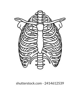 hand drawn chest rib bone vector illustration