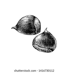Hand drawn chestnut isolated on white background. Vector illustration