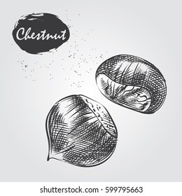 Hand drawn chestnut isolated on white background. Nuts sketch in style, vector illustrator.