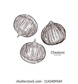 Hand drawn chestnut. Nuts sketch in style, vector illustrator.