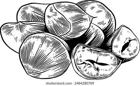 Hand drawn Chestnuts Sketch Illustration