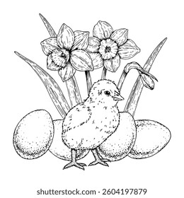 Hand drawn chick standing among Easter eggs and blooming daffodils. Spring black and white botanical illustration for cards, celebration designs, packaging, and seasonal holiday decor.