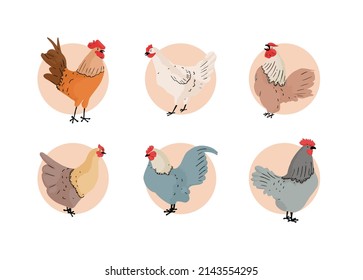 colección de pollo dibujado a mano