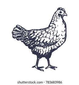 Hand Drawn Chicken Engave Style Sketch. Vector illustration