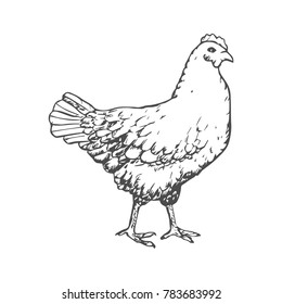 Hand Drawn Chicken Engave Style Sketch. Vector illustration