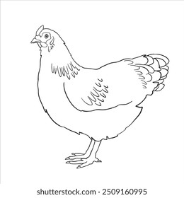 Handgezeichnete Huhn Röster Zeichnung Illustration