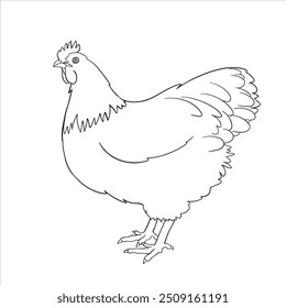 Handgezeichnete Huhn Röster Zeichnung Illustration