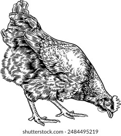 Hand drawn Chicken Hen Sketch Illustration