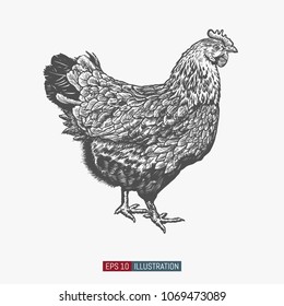 Hand drawn chicken isolated. Engraved style vector illustration. Template for your design works.