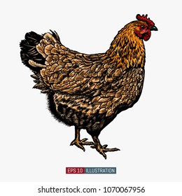 Hand drawn chicken isolated. Engraved style vector illustration. Template for your design works.