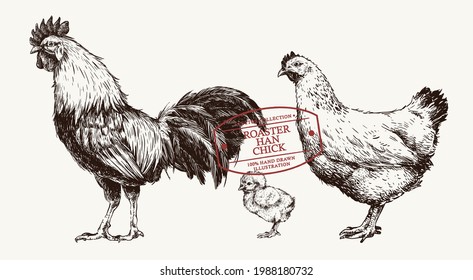 Hand Drawn Chicken Roaster, Han, and Chick with Vintage style