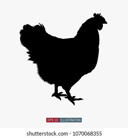 Hand drawn chicken silhouette isolated. Engraved style vector illustration. Template for your design works.