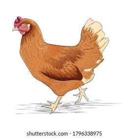 hand drawn chicken vector format