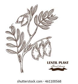 Hand drawn chickpea plant. Vector illustration