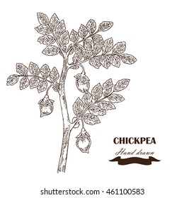 Hand drawn chickpea plant. Vector illustration