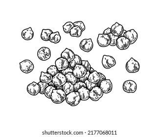 Hand Drawn Chickpeas Beans. Botany Vector Illustration In Sketch Style