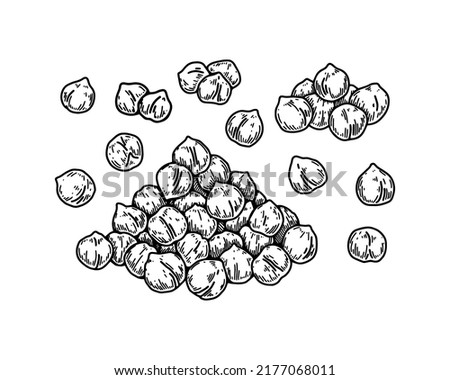 Hand drawn chickpeas beans. Botany vector illustration in sketch style