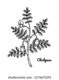Hand drawn chickpeas branch with leaves, flower and pod. Botany vector illustration in sketch style