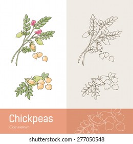 Hand drawn chickpeas with plant, beans and flower